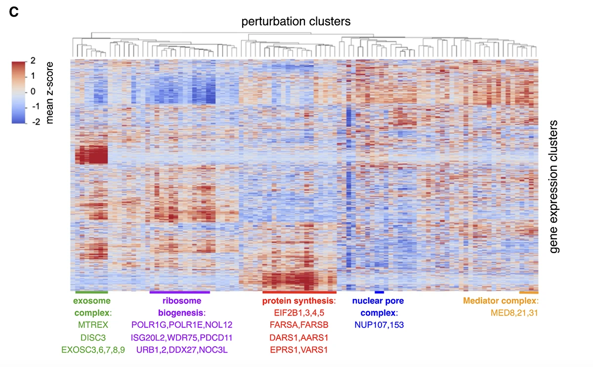 A heatmap illustrating the biological accuracy of the X-Atlas/Orion dataset. The analysis correctly clustered genes into known functional groups—such as those for ribosome biogenesis (purple) and protein synthesis (red)—based solely on their downstream effects, validating the quality of the data.Image Credit: Huang et al., bioRxiv (2025), Figure 3C.